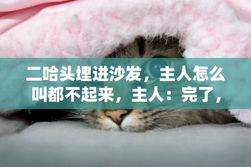 二哈頭埋進沙發，主人怎么叫都不起來，主人：完了，肯定又拆家了 