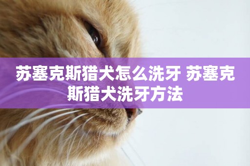 蘇塞克斯獵犬怎么洗牙 蘇塞克斯獵犬洗牙方法