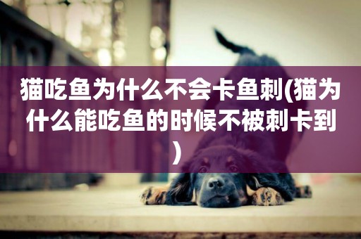 貓吃魚為什么不會卡魚刺(貓為什么能吃魚的時候不被刺卡到) 