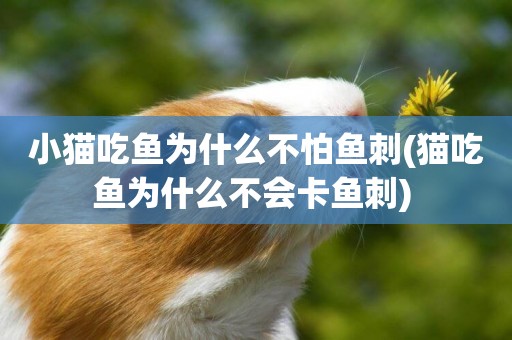 小貓吃魚為什么不怕魚刺(貓吃魚為什么不會卡魚刺) 