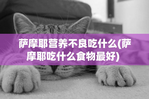 薩摩耶營養不良吃什么(薩摩耶吃什么食物最好) 