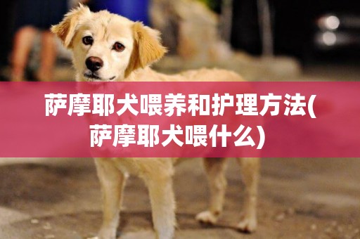 薩摩耶犬喂養和護理方法(薩摩耶犬喂什么) 
