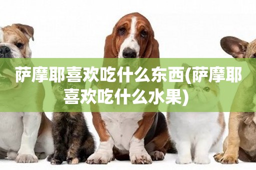 薩摩耶喜歡吃什么東西(薩摩耶喜歡吃什么水果) 