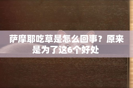 薩摩耶吃草是怎么回事？原來是為了這6個好處 
