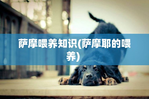 薩摩喂養知識(薩摩耶的喂養) 