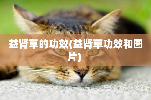 益腎草的功效(益腎草功效和圖片) 