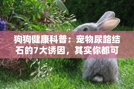 狗狗健康科普：寵物尿路結石的7大誘因，其實你都可以避免！ 