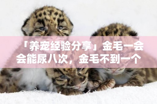 「養寵經驗分享」金毛一會會能尿八次，金毛不到一個小時就尿了幾次 