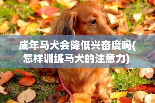 成年馬犬會降低興奮度嗎(怎樣訓練馬犬的注意力) 