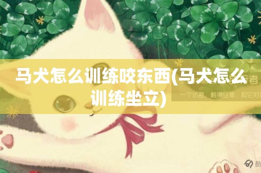 馬犬怎么訓練咬東西(馬犬怎么訓練坐立) 