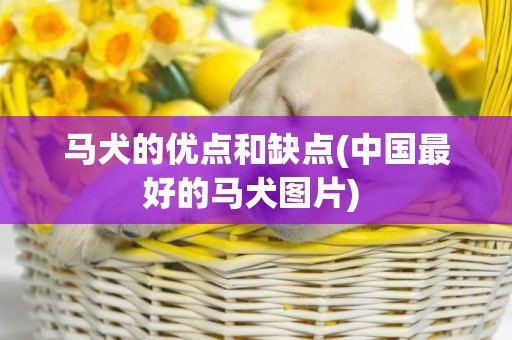 馬犬的優點和缺點(中國最好的馬犬圖片) 