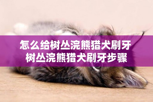 怎么給樹叢浣熊獵犬刷牙 樹叢浣熊獵犬刷牙步驟