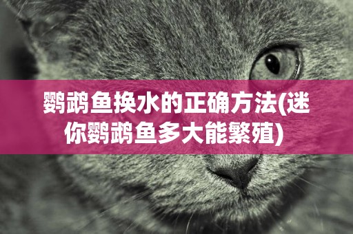 鸚鵡魚換水的正確方法(迷你鸚鵡魚多大能繁殖) 