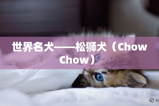 世界名犬——松獅犬（Chow Chow） 
