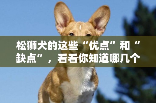 松獅犬的這些“優點”和“缺點”，看看你知道哪幾個 