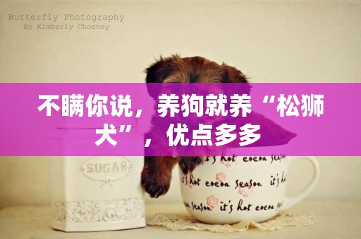 不瞞你說，養狗就養“松獅犬”，優點多多 