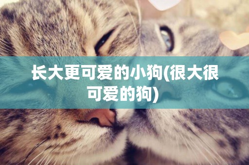 長大更可愛的小狗(很大很可愛的狗) 