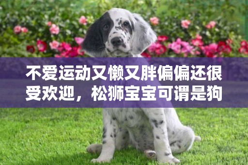 不愛運動又懶又胖偏偏還很受歡迎，松獅寶寶可謂是狗生贏家了 