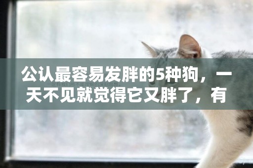 公認最容易發胖的5種狗，一天不見就覺得它又胖了，有你家狗子嗎 