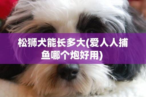 松獅犬能長多大(愛人人捕魚哪個炮好用) 