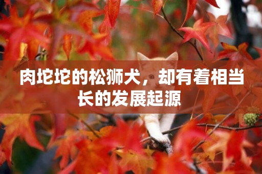 肉坨坨的松獅犬，卻有著相當長的發展起源 