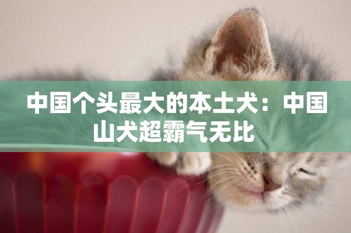 中國個頭最大的本土犬：中國山犬超霸氣無比 