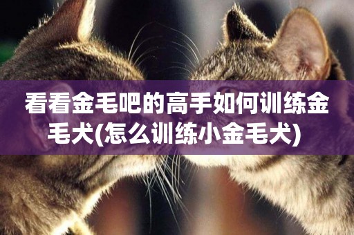 看看金毛吧的高手如何訓練金毛犬(怎么訓練小金毛犬) 