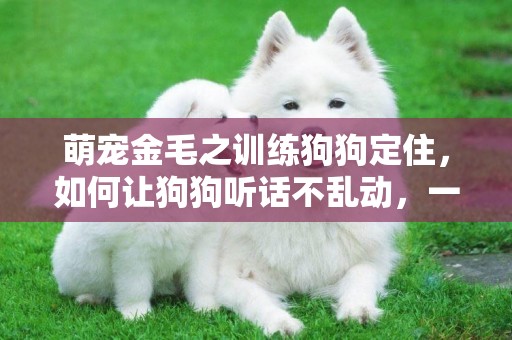 萌寵金毛之訓練狗狗定住，如何讓狗狗聽話不亂動，一動不動等著你 