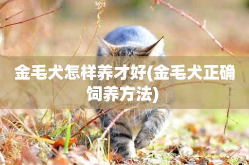 金毛犬怎樣養才好(金毛犬正確飼養方法) 