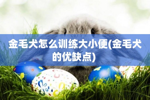 金毛犬怎么訓練大小便(金毛犬的優缺點) 