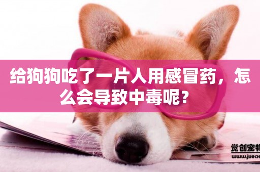 給狗狗吃了一片人用感冒藥，怎么會導致中毒呢？ 