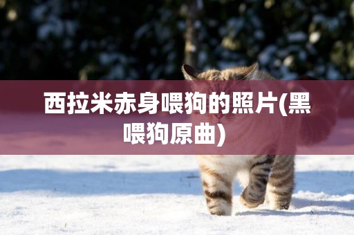 西拉米赤身喂狗的照片(黑喂狗原曲) 