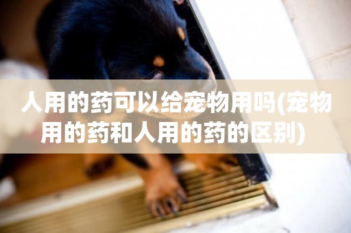 人用的藥可以給寵物用嗎(寵物用的藥和人用的藥的區別) 