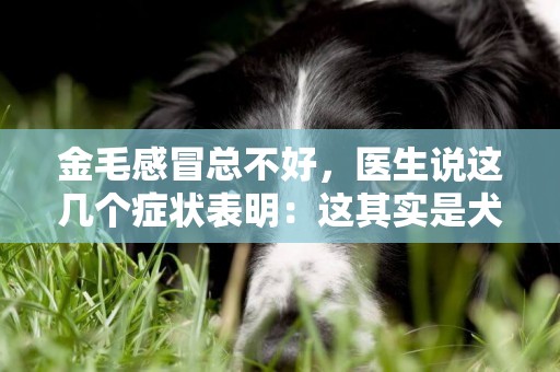 金毛感冒總不好，醫生說這幾個癥狀表明：這其實是犬瘟熱！ 