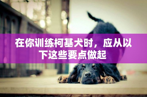 在你訓練柯基犬時，應從以下這些要點做起 