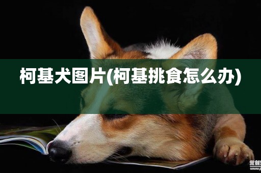柯基犬圖片(柯基挑食怎么辦) 