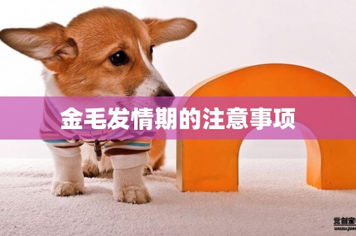 金毛發情期的注意事項