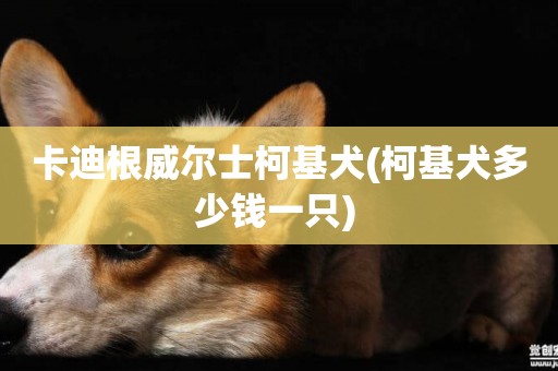 卡迪根威爾士柯基犬(柯基犬多少錢一只) 