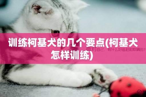 訓練柯基犬的幾個要點(柯基犬怎樣訓練) 