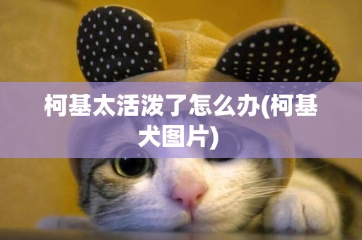 柯基太活潑了怎么辦(柯基犬圖片) 