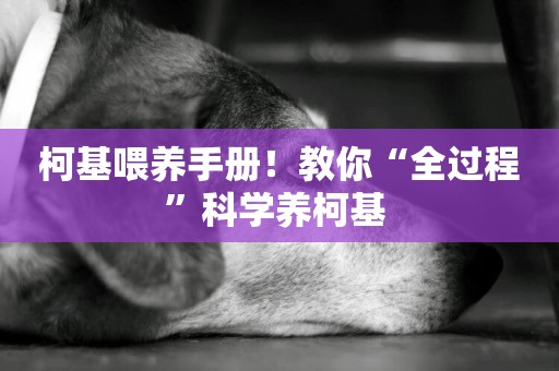 柯基喂養手冊！教你“全過程”科學養柯基 