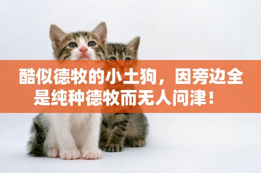 酷似德牧的小土狗，因旁邊全是純種德牧而無人問津！ 