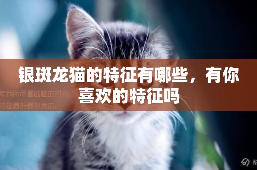 銀斑龍貓的特征有哪些，有你喜歡的特征嗎