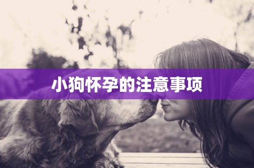 小狗懷孕的注意事項