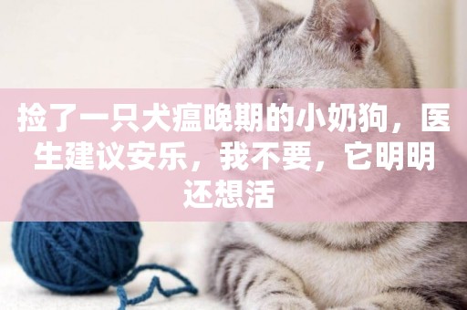 撿了一只犬瘟晚期的小奶狗，醫生建議安樂，我不要，它明明還想活 