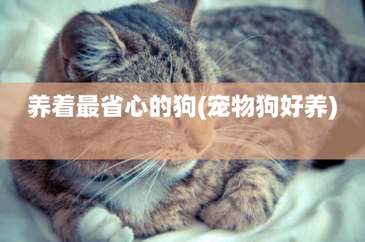養著最省心的狗(寵物狗好養) 