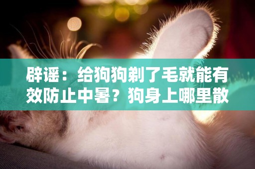辟謠：給狗狗剃了毛就能有效防止中暑？狗身上哪里散熱你都搞錯了 