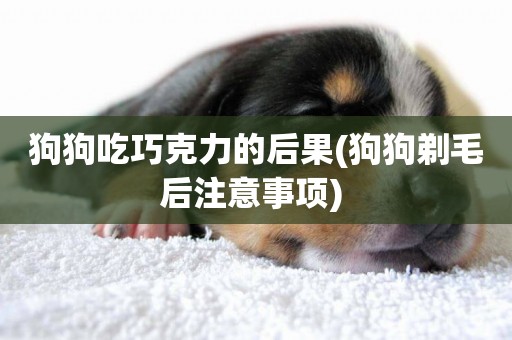 狗狗吃巧克力的后果(狗狗剃毛后注意事項) 