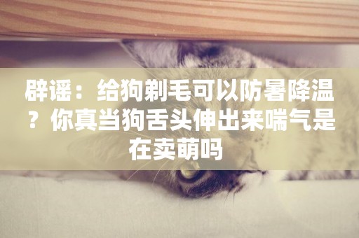 辟謠：給狗剃毛可以防暑降溫？你真當狗舌頭伸出來喘氣是在賣萌嗎 