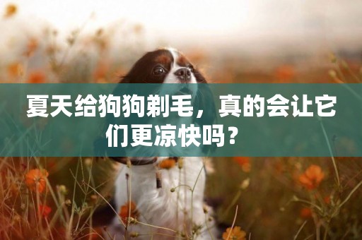 夏天給狗狗剃毛，真的會讓它們更涼快嗎？ 
